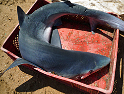Gefangener Hai am Fischerhafen von Asilah