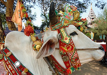 Prachtvoll geschmückte Ochsengespanne auf dem Novizenfest in Mandalay