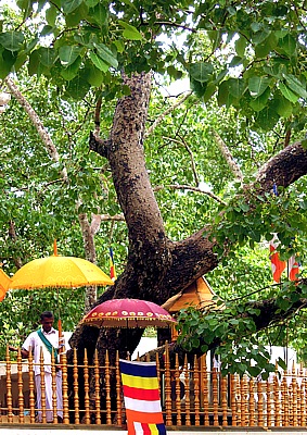 ltester und heiligster Bodhi Baum der Welt in Anuradhapura