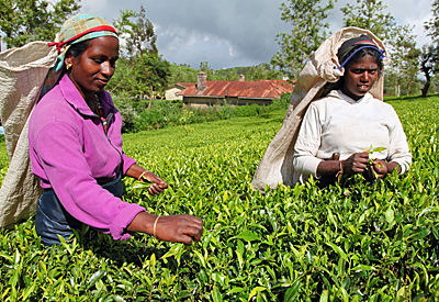 Ceylon Teepflckerinnen im Hochland von Nuwara Eliya