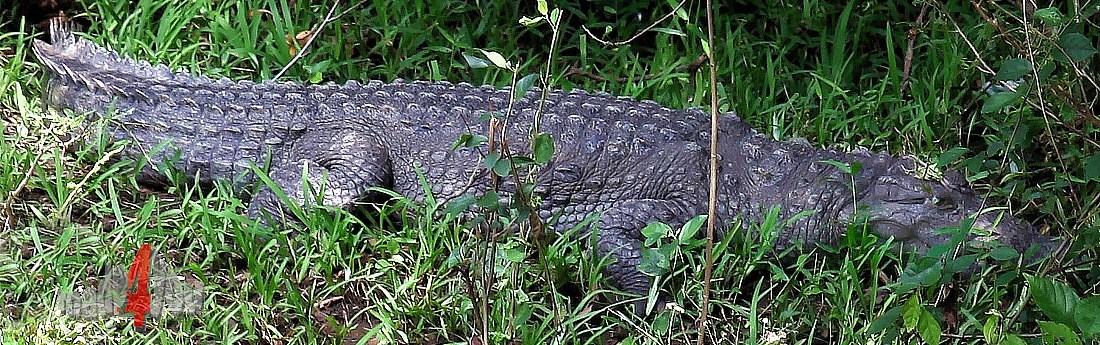 Wild lebendes Krokodil hlt Mittagsschlaf am Flussufer