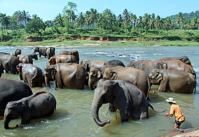 Elefantenherde vom Elefantenwaisenhaus Pinnawela zum Baden am Fluss