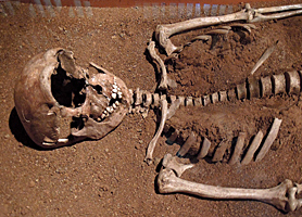 Skelett im Museum von Polonnaruwa