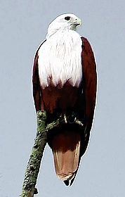 Seeadler im Horton Plains Nationalpark