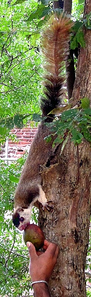 Rieseneichhrnchen in Polonnaruwa