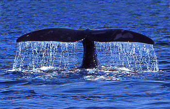 Walbeobachtungen in der Fundy Bay