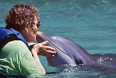 Schwimmen mit Delfinen bei Dolphinquest